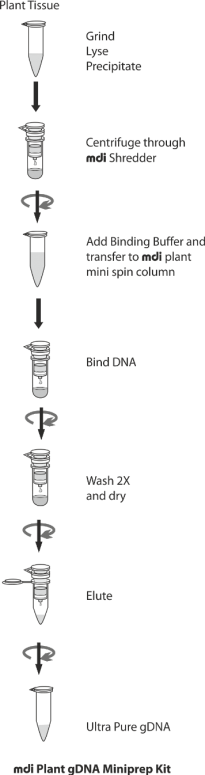 Протокол Plant gDNA Miniprep Kit